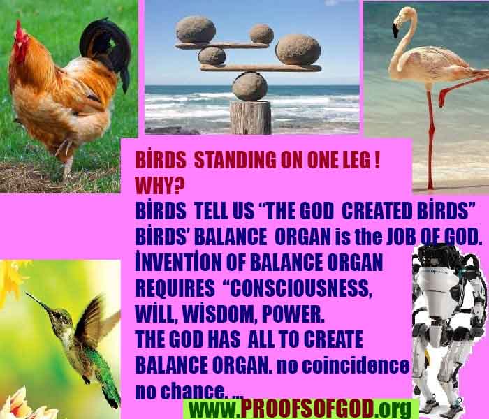 ALLAH, #god,evidences god, evidences-god,proofs of god, evidences of god, god-proofs, god-signs, god-evidences, god exists, god-real, god is real,god-exists, #god, #godreal, #godexists, #godproofs, #godevidences